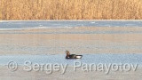 Video of Red-breasted goose - Red-breasted Goose in winter in Shabla lake, Bulgaria